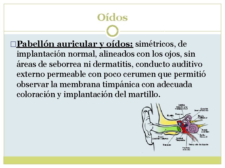 Oídos �Pabellón auricular y oídos: simétricos, de implantación normal, alineados con los ojos, sin Oídos �Pabellón auricular y oídos: simétricos, de implantación normal, alineados con los ojos, sin