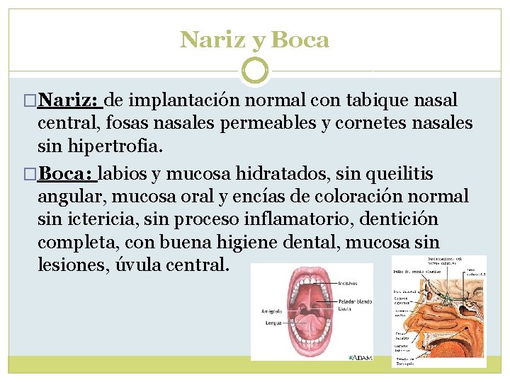 Nariz y Boca �Nariz: de implantación normal con tabique nasal central, fosas nasales permeables Nariz y Boca �Nariz: de implantación normal con tabique nasal central, fosas nasales permeables