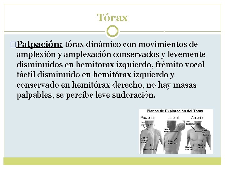 Tórax �Palpación: tórax dinámico con movimientos de amplexión y amplexación conservados y levemente disminuidos Tórax �Palpación: tórax dinámico con movimientos de amplexión y amplexación conservados y levemente disminuidos
