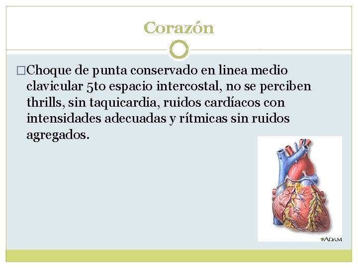 Corazón �Choque de punta conservado en linea medio clavicular 5 to espacio intercostal, no Corazón �Choque de punta conservado en linea medio clavicular 5 to espacio intercostal, no