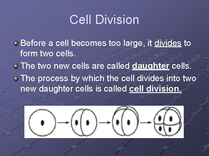 Cell Division Before a cell becomes too large, it divides to form two cells.