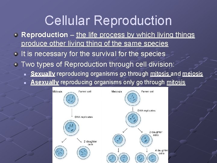 Cellular Reproduction – the life process by which living things produce other living thing