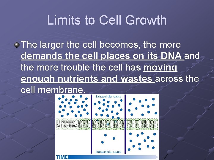 Limits to Cell Growth The larger the cell becomes, the more demands the cell