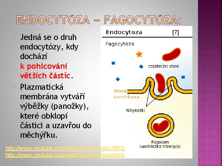  Jedná se o druh endocytózy, kdy dochází k pohlcování větších částic. Plazmatická membrána