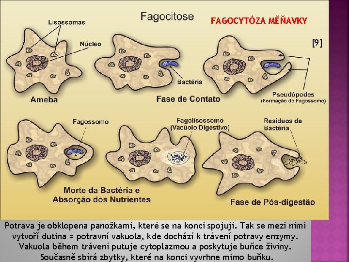 FAGOCYTÓZA MĚŇAVKY [9] Potrava je obklopena panožkami, které se na konci spojují. Tak se