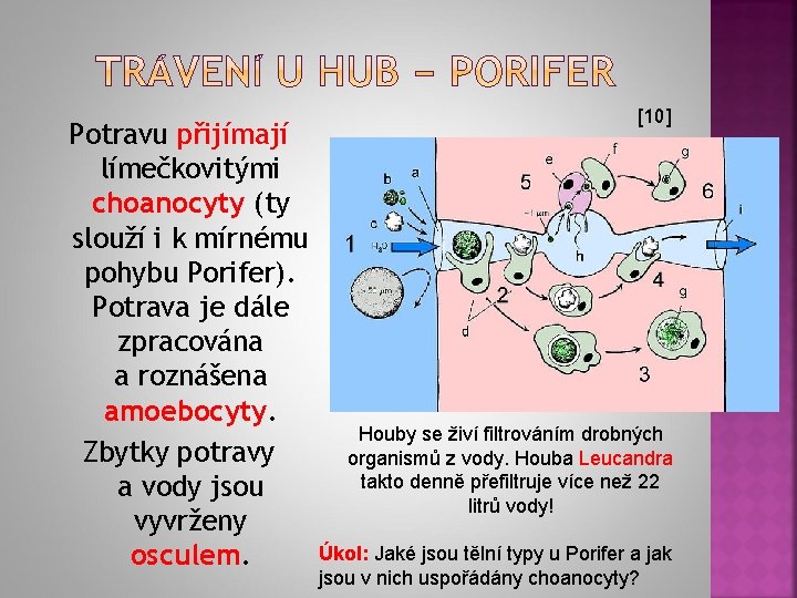 Potravu přijímají límečkovitými choanocyty (ty slouží i k mírnému pohybu Porifer). Potrava je dále