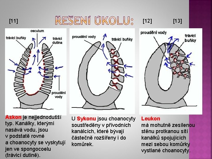 [11] Askon je nejjednodušší typ. Kanálky, kterými nasává vodu, jsou v podstatě rovné a