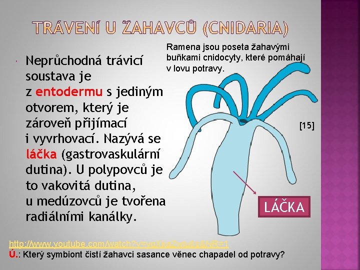  Neprůchodná trávicí soustava je z entodermu s jediným otvorem, který je zároveň přijímací