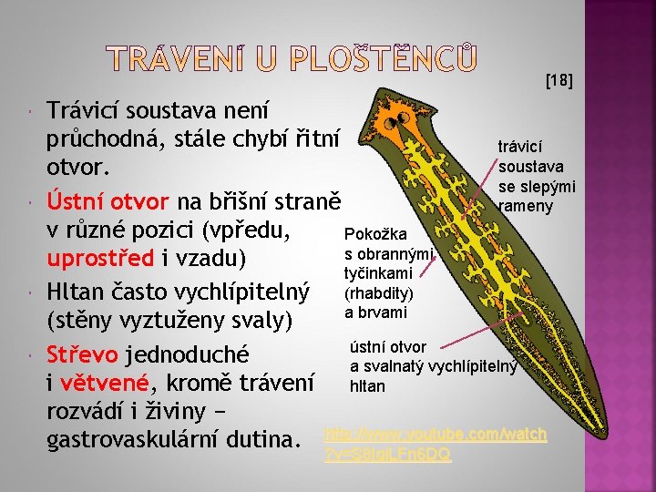 [18] Trávicí soustava není průchodná, stále chybí řitní trávicí soustava otvor. se slepými Ústní