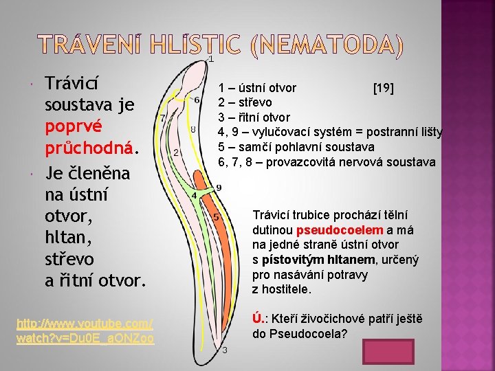  Trávicí soustava je poprvé průchodná. Je členěna na ústní otvor, hltan, střevo a