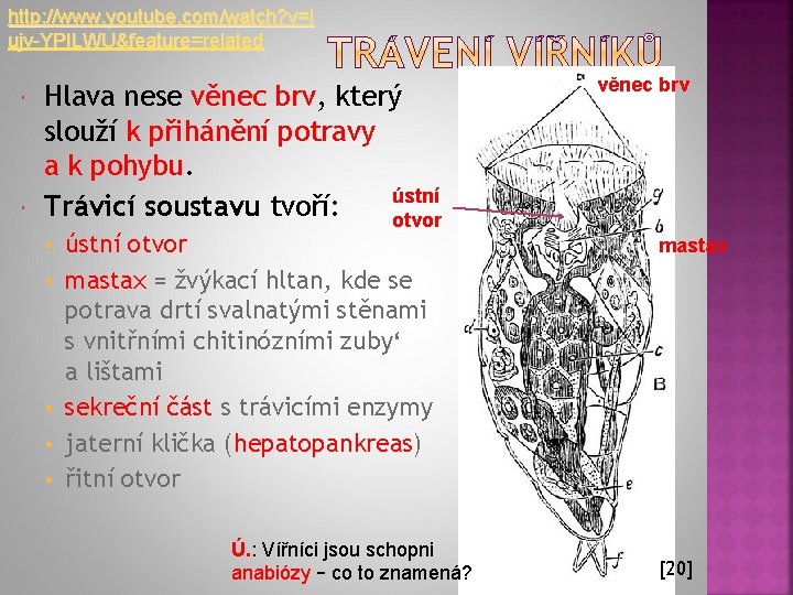 http: //www. youtube. com/watch? v=i ujv-YPILWU&feature=related Hlava nese věnec brv, který slouží k přihánění