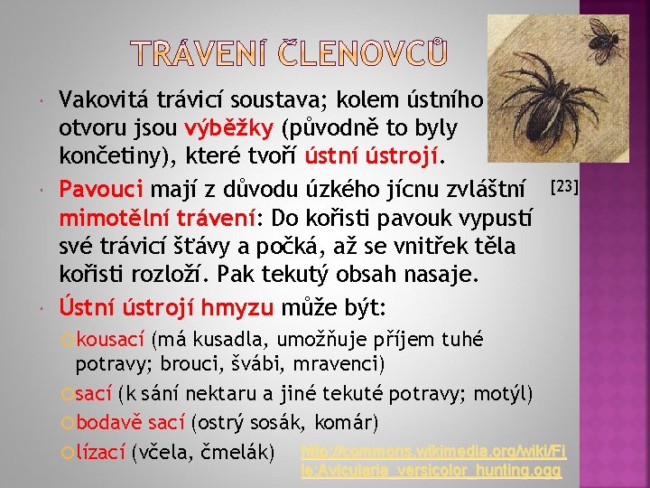  Vakovitá trávicí soustava; kolem ústního otvoru jsou výběžky (původně to byly končetiny), které