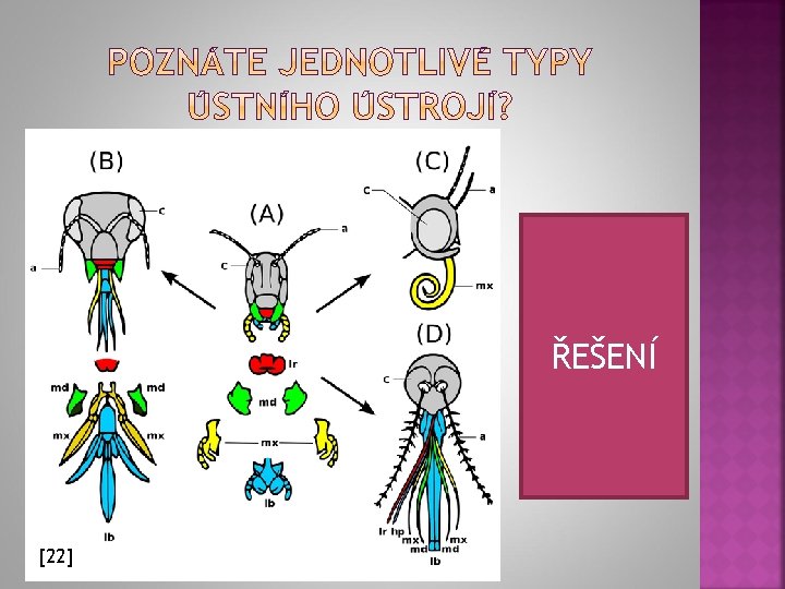 A, kousací (kobylka) B, lízací (včela) ŘEŠENÍ C, sací (motýl) D, bodavě sací (samička