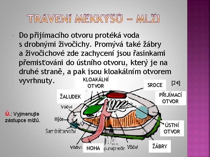  Do přijímacího otvoru protéká voda s drobnými živočichy. Promývá také žábry a živočichové