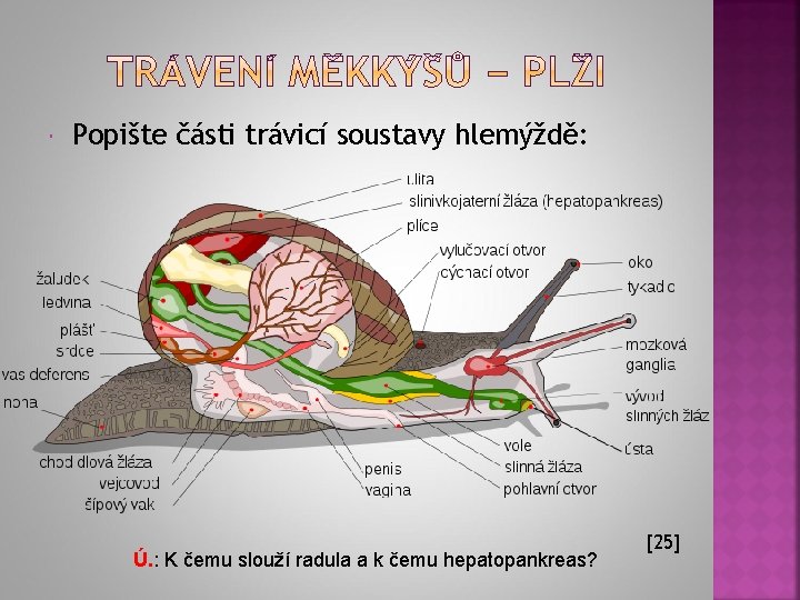  Popište části trávicí soustavy hlemýždě: Ú. : K čemu slouží radula a k