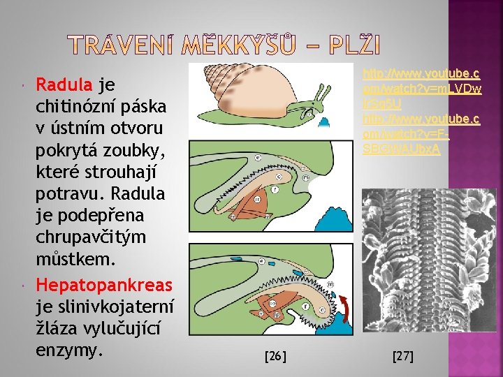  Radula je chitinózní páska v ústním otvoru pokrytá zoubky, které strouhají potravu. Radula