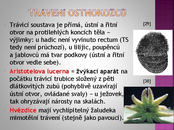  Trávicí soustava je přímá, ústní a řitní otvor na protilehlých koncích těla −