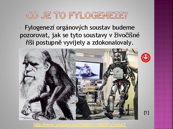 Fylogenezí orgánových soustav budeme pozorovat, jak se tyto soustavy v živočišné říši postupně vyvíjely