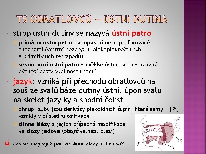  strop ústní dutiny se nazývá ústní patro primární ústní patro: kompaktní nebo perforované