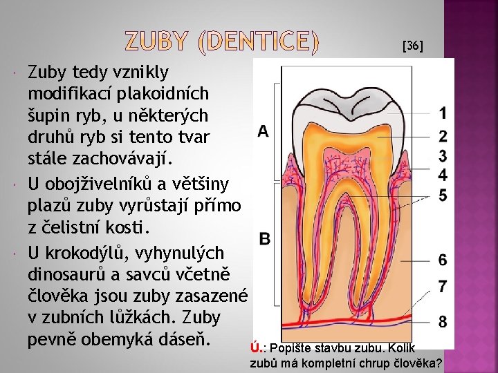 [36] Zuby tedy vznikly modifikací plakoidních šupin ryb, u některých druhů ryb si tento