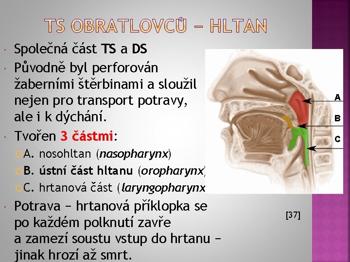  Společná část TS a DS Původně byl perforován žaberními štěrbinami a sloužil nejen