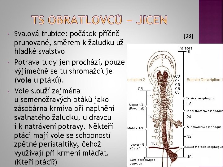  Svalová trubice: počátek příčně pruhované, směrem k žaludku už hladké svalstvo Potrava tudy