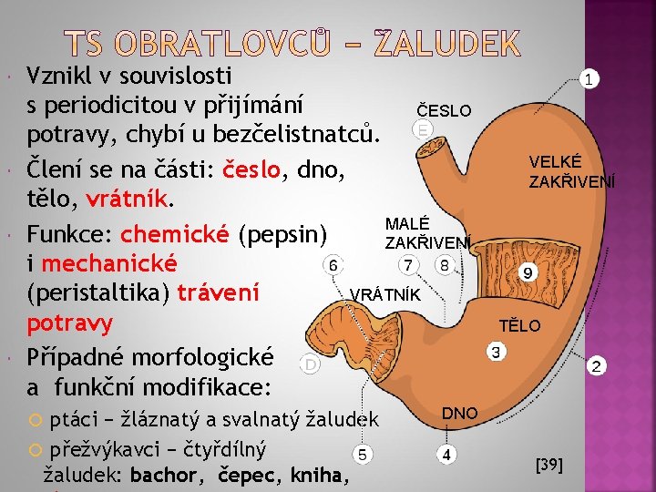  Vznikl v souvislosti s periodicitou v přijímání ČESLO potravy, chybí u bezčelistnatců. Člení