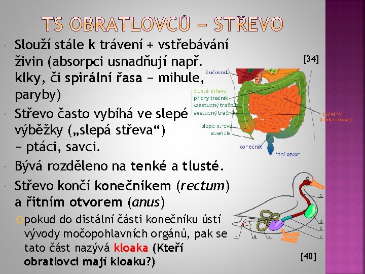  Slouží stále k trávení + vstřebávání živin (absorpci usnadňují např. klky, či spirální