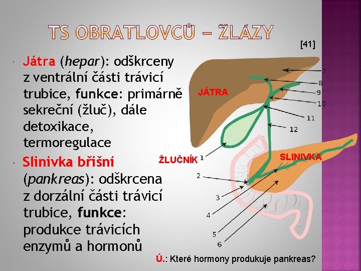 [41] Játra (hepar): odškrceny z ventrální části trávicí trubice, funkce: primárně JÁTRA sekreční (žluč),