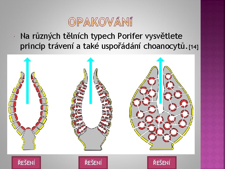  Na různých tělních typech Porifer vysvětlete princip trávení a také uspořádání choanocytů. [14]
