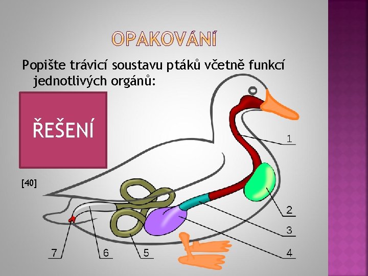 Popište trávicí soustavu ptáků včetně funkcí jednotlivých orgánů: 1 – jícen 2 – vole