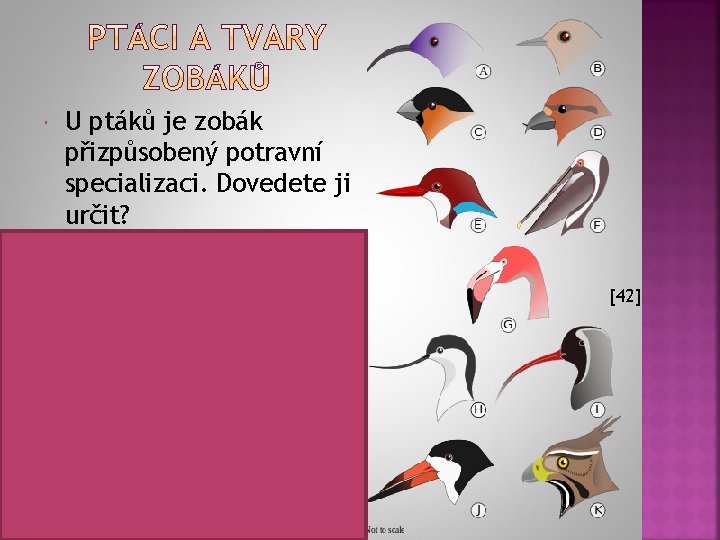  U ptáků je zobák přizpůsobený potravní specializaci. Dovedete ji určit? A – živí