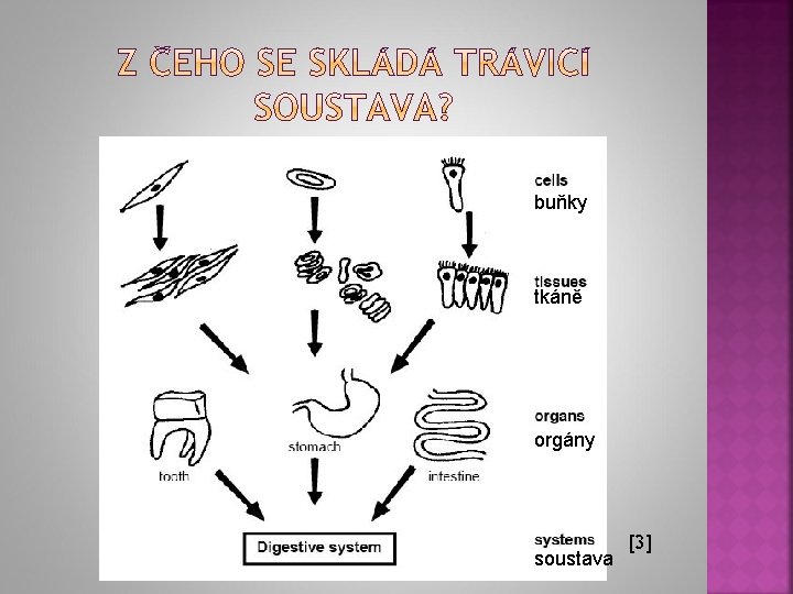 buňky tkáně orgány soustava [3] 