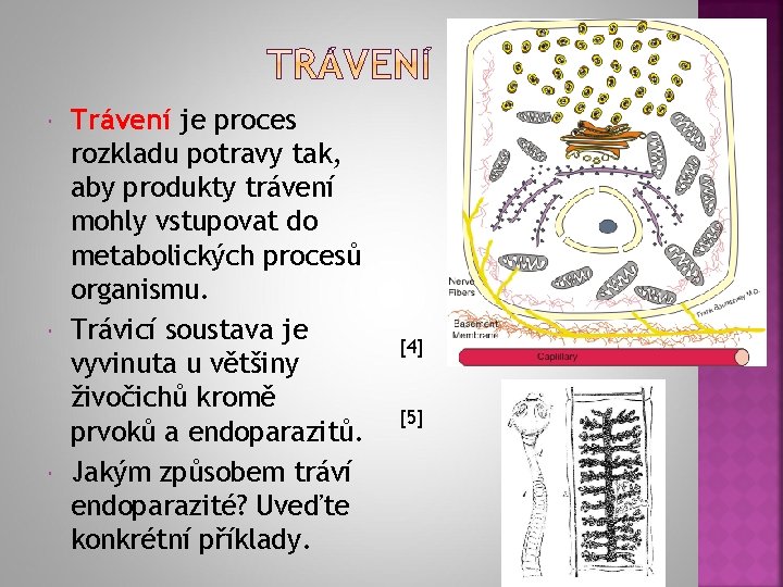  Trávení je proces rozkladu potravy tak, aby produkty trávení mohly vstupovat do metabolických