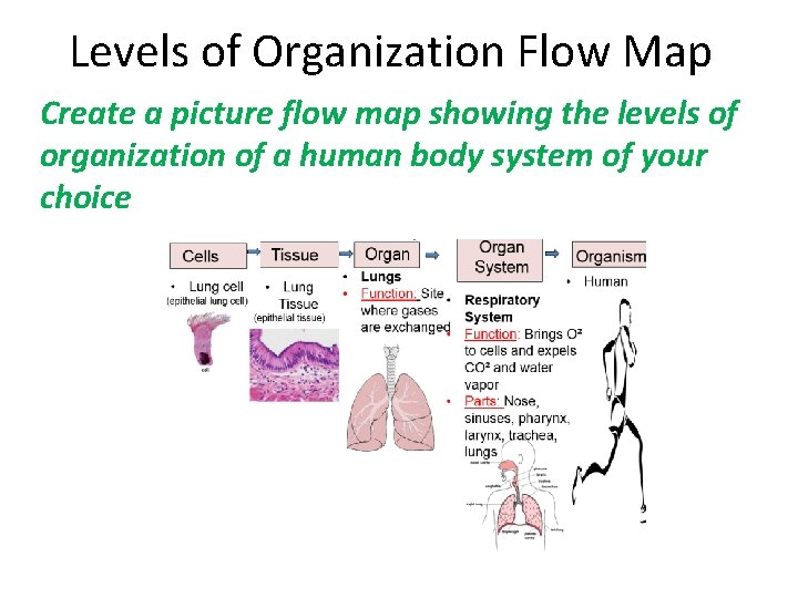 Levels of Organization Flow Map Create a picture flow map showing the levels of