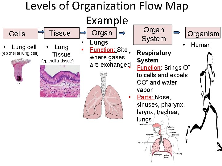 Levels of Organization Flow Map Example Cells • Lung cell (epithelial lung cell) Tissue