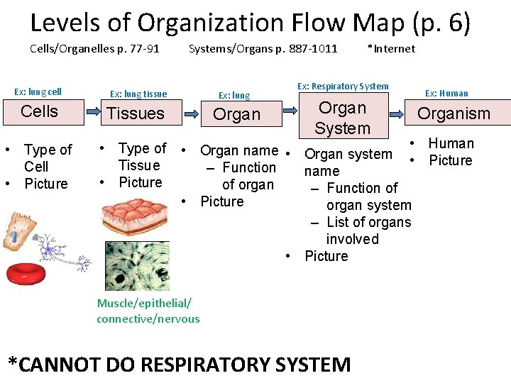 Levels of Organization Flow Map (p. 6) Cells/Organelles p. 77 -91 Systems/Organs p. 887