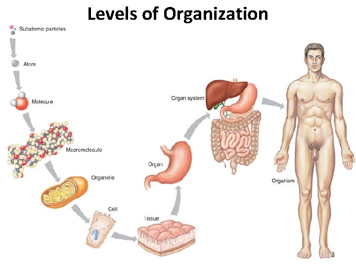 Levels of Organization 3 