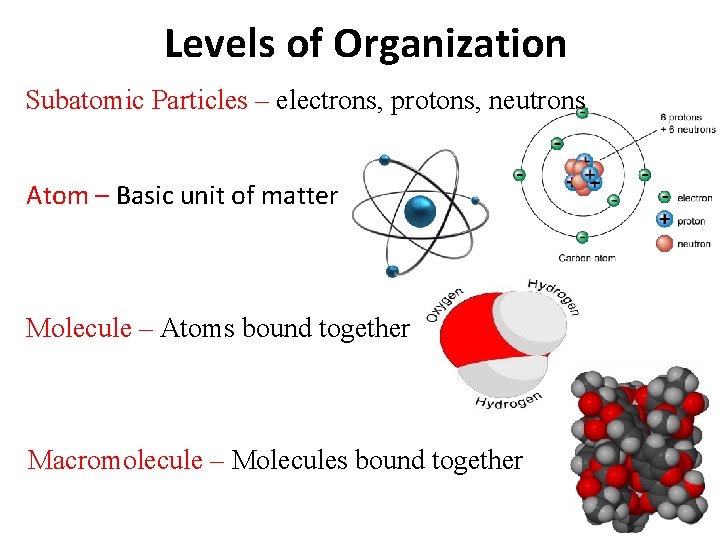 Levels of Organization Subatomic Particles – electrons, protons, neutrons Atom – Basic unit of