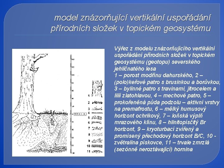 model znázorňující vertikální uspořádání přírodních složek v topickém geosystému Výřez z modelu znázorňujícího vertikální