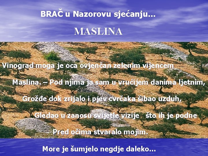 BRAČ u Nazorovu sjećanju… MASLINA Vinograd moga je oca ovjenčan zelenim vijencem Maslina. – BRAČ u Nazorovu sjećanju… MASLINA Vinograd moga je oca ovjenčan zelenim vijencem Maslina. –