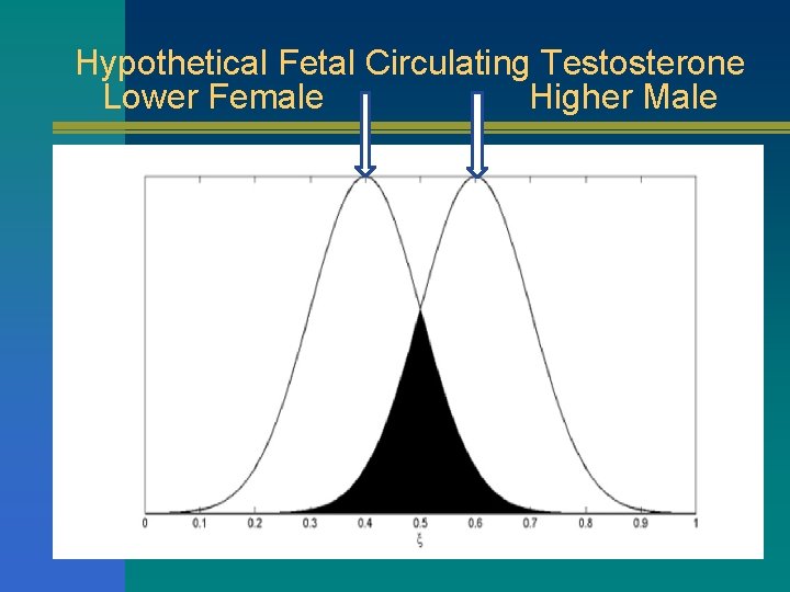 Hypothetical Fetal Circulating Testosterone Lower Female Higher Male 