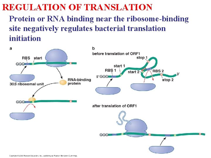 REGULATION OF TRANSLATION Protein or RNA binding near the ribosome-binding site negatively regulates bacterial