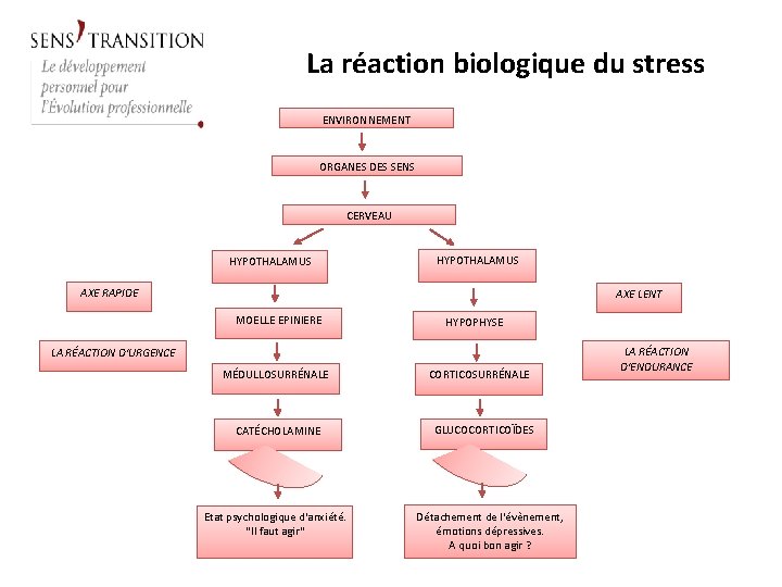 La réaction biologique du stress ENVIRONNEMENT ORGANES DES SENS CERVEAU HYPOTHALAMUS AXE RAPIDE AXE