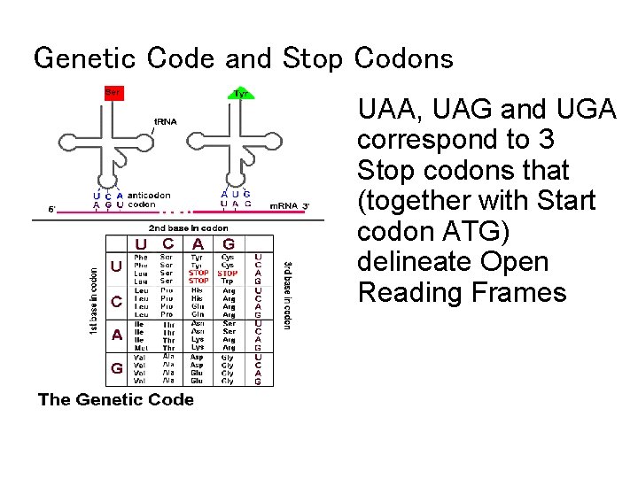 Genetic Code and Stop Codons UAA, UAG and UGA correspond to 3 Stop codons