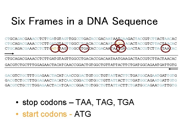 Six Frames in a DNA Sequence CTGCAGACGAAACCTCTTGATGTAGTTGGCCTGACACCGACAATAATGAAGACTACCGTCTTACTAACAC GACGTCTGCTTTGGAGAACTACATCAACCGGACTGTGGCTGTTATTACTTCTGATGGCAGAATGATTGTG • stop codons – TAA, TAG,