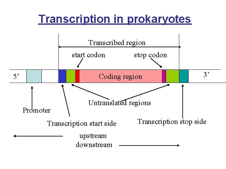 Transcription in prokaryotes Transcribed region start codon stop codon Coding region 5’ Promoter 3’