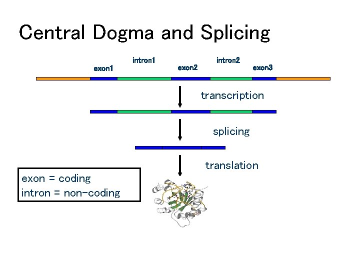 Central Dogma and Splicing intron 1 exon 2 intron 2 exon 3 transcription splicing