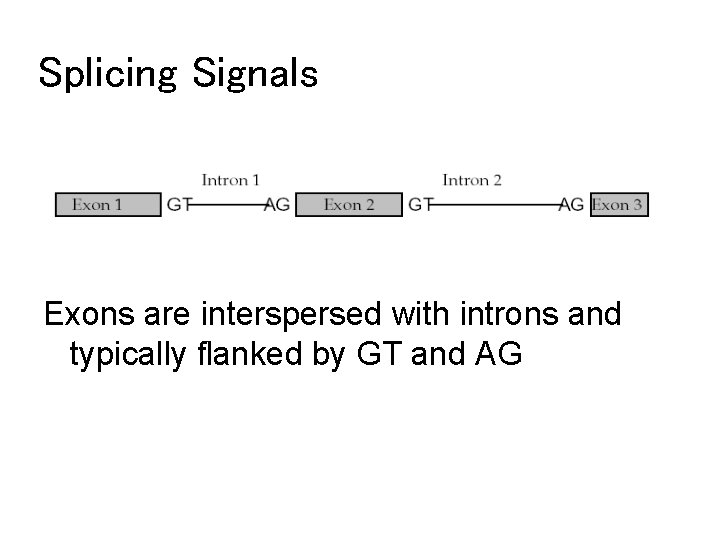 Splicing Signals Exons are interspersed with introns and typically flanked by GT and AG