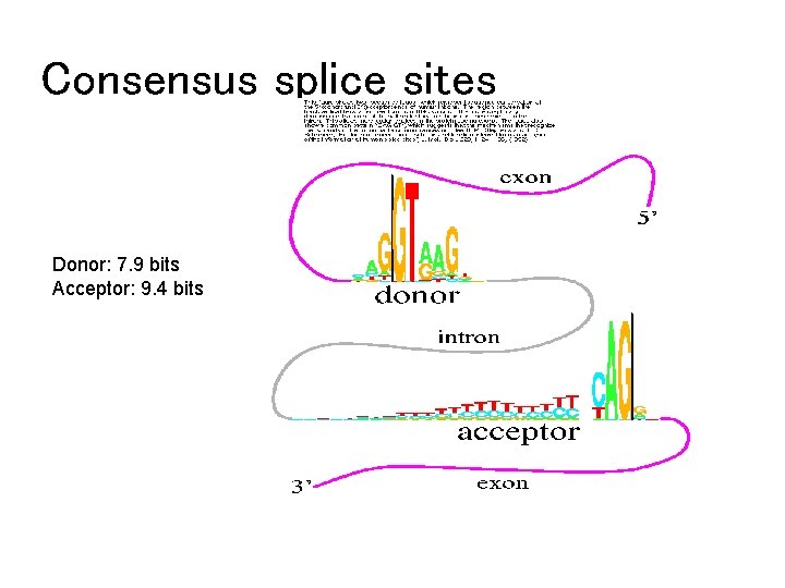 Consensus splice sites Donor: 7. 9 bits Acceptor: 9. 4 bits 